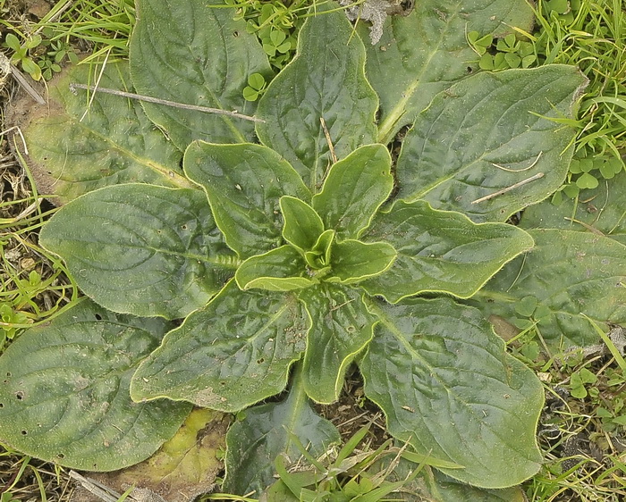 Cos''� un Verbascum nigrum?